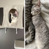 Milo / Matty - Photo 1