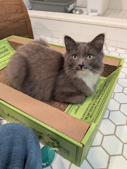 GREYSON (SPECIAL NEEDS) - Domestic Medium Hair available for adoption