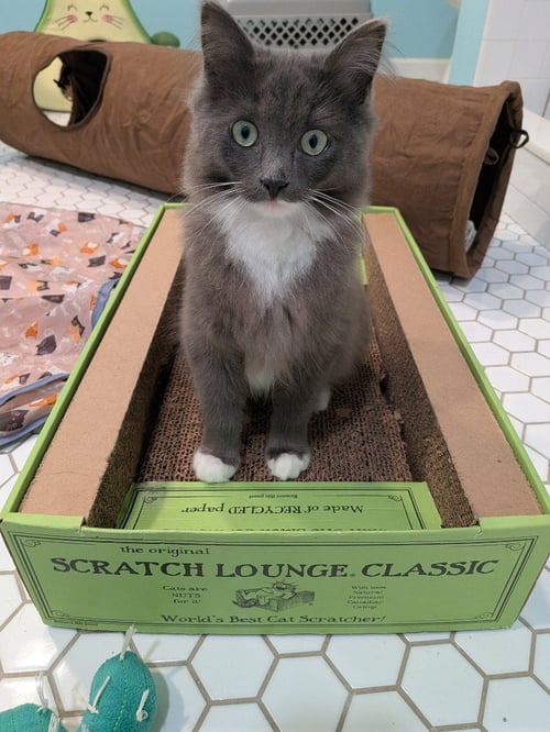 GREYSON (SPECIAL NEEDS) - Domestic Medium Hair available for adoption