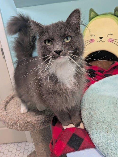 GREYSON (SPECIAL NEEDS) - Domestic Medium Hair for adoption in St. Paul