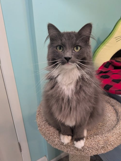 GREYSON (SPECIAL NEEDS) - Domestic Medium Hair available for adoption
