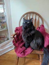 Sam - No Longer Accepting Applications - Photo 4