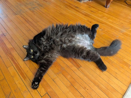 SAM - NO LONGER ACCEPTING APPLICATIONS - Domestic Long Hair available for adoption