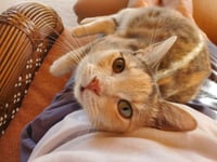 Gumdrop / Toni - Photo 3