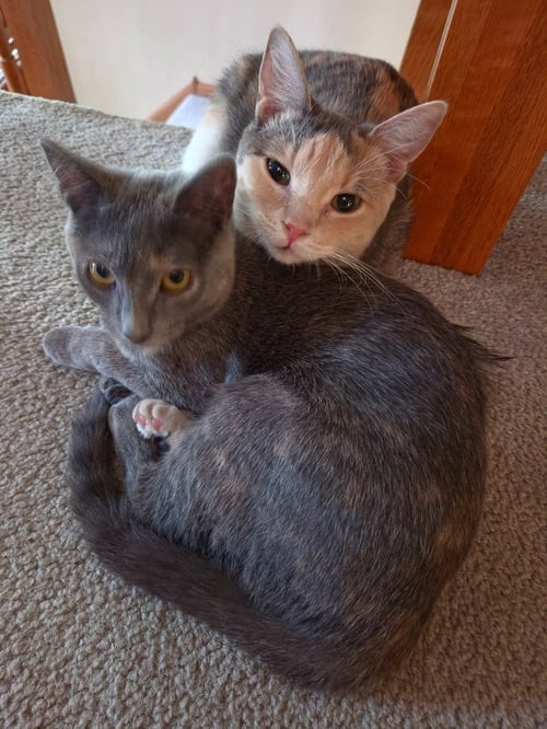 GUMDROP / TONI - Calico available for adoption