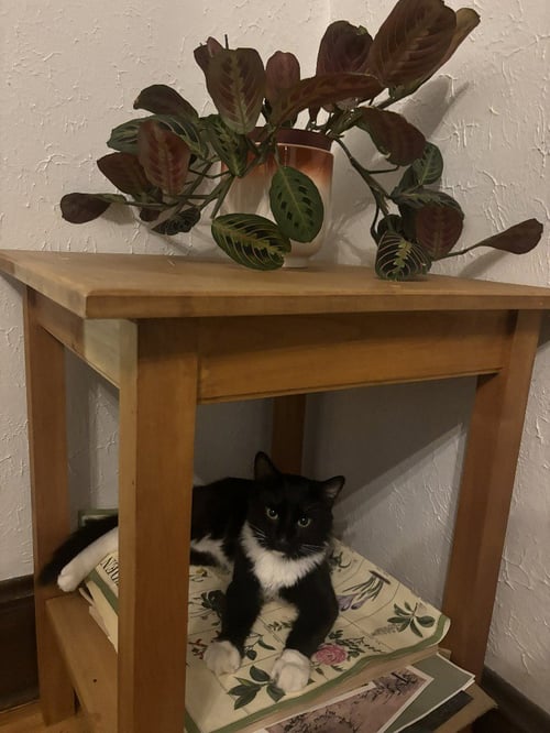 SHELLY / PORTLAND - Domestic Medium Hair available for adoption