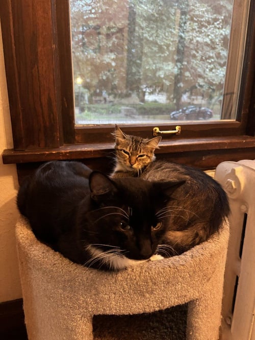 SHELLY / PORTLAND - Domestic Medium Hair available for adoption