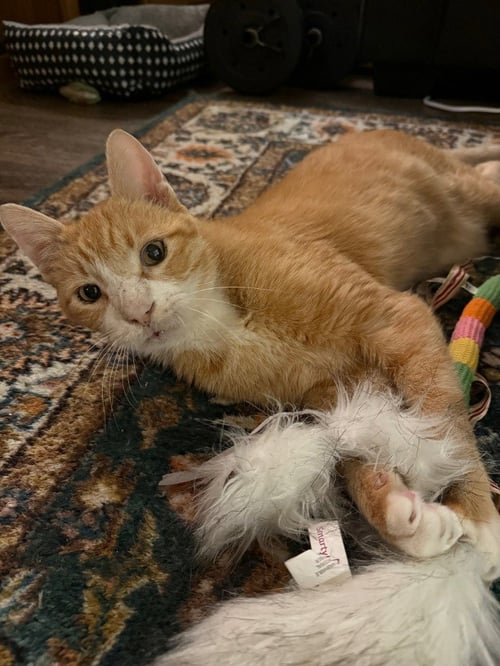 CLAWED - Domestic Short Hair available for adoption