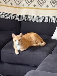 Clawed - Pending Adoption - Photo 4