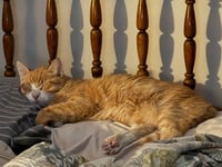 Clawed - Pending Adoption - Photo 3