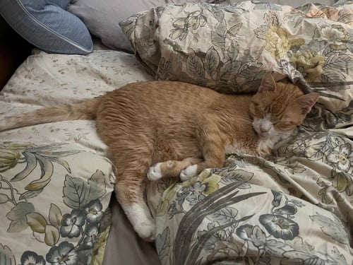CLAWED - Domestic Short Hair available for adoption