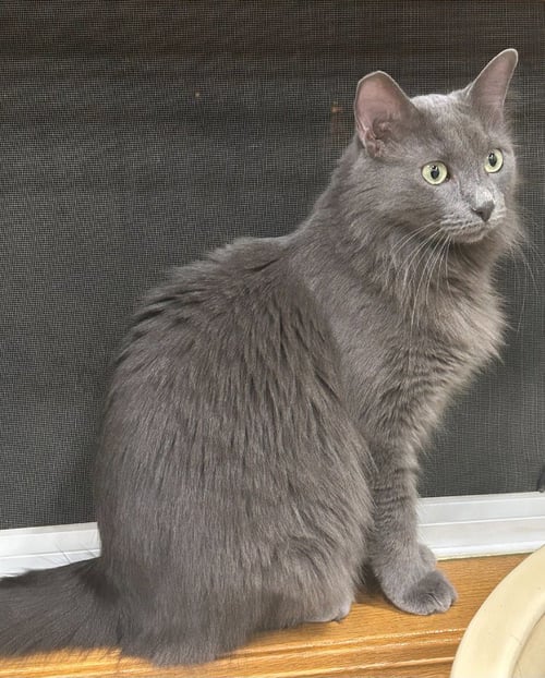 BECKHAM (FKA WHOOPER) / ROMERO (FKA CORNELIUS) - Domestic Short Hair available for adoption