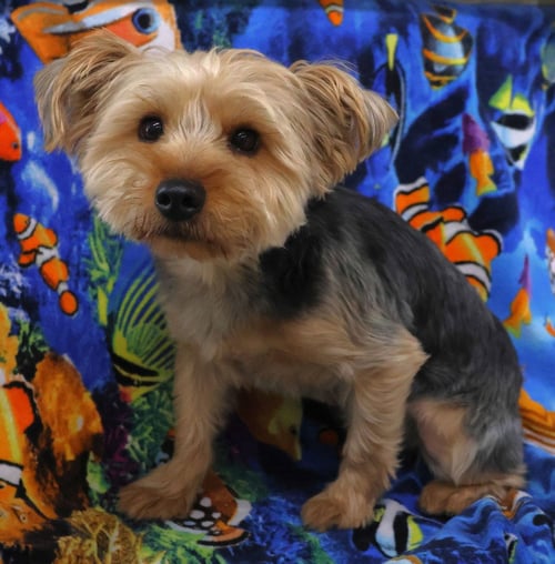 COOPER - NO LONGER ACCEPTING APPLICATIONS
