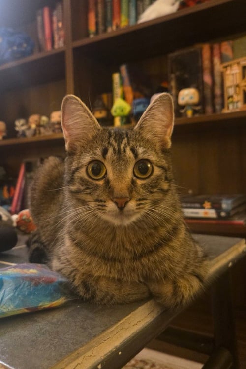 ANA - Domestic Short Hair available for adoption