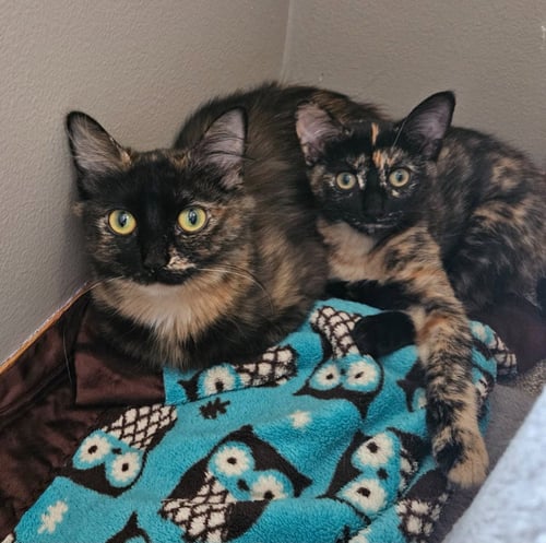 PHOEBE / ELOISE - Domestic Short Hair available for adoption