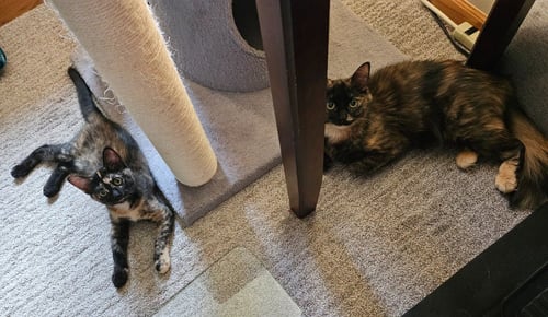 PHOEBE / ELOISE - Domestic Short Hair available for adoption