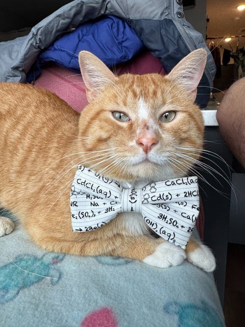 DIABLO - Domestic Short Hair available for adoption