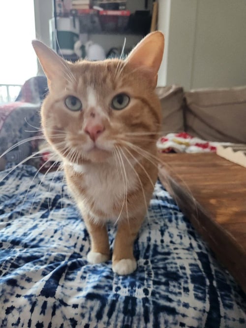 DIABLO - Domestic Short Hair available for adoption