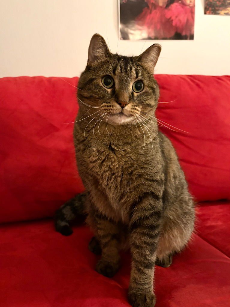 WALTER - Domestic Short Hair available for adoption