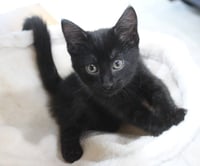 Moxy - Pending Adoption - Photo 4