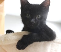 Moxy - Pending Adoption - Photo 3