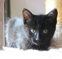 Moxy - Pending Adoption - Photo 1