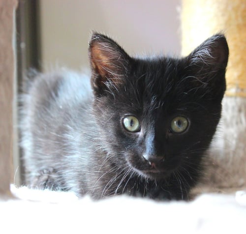 MOXY - PENDING ADOPTION - Domestic Short Hair available for adoption