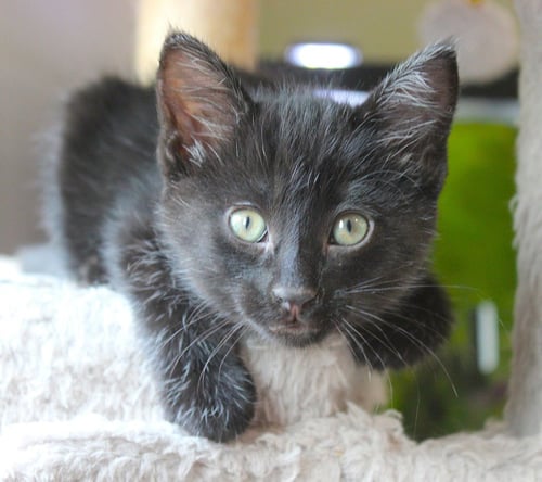 MOXY - PENDING ADOPTION - Domestic Short Hair available for adoption