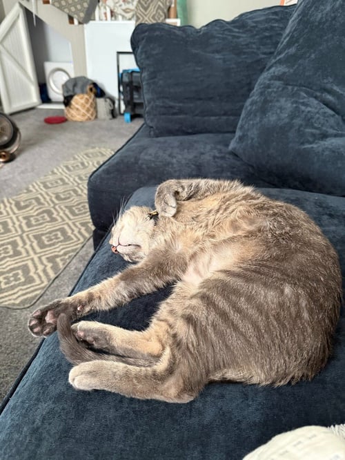 PURCY - Domestic Short Hair available for adoption