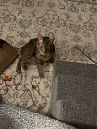 Purcy - Photo 3