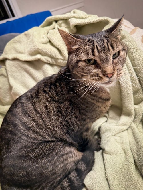 ELLEN - Domestic Short Hair available for adoption