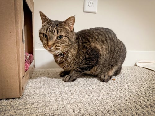 ELLEN - Domestic Short Hair available for adoption