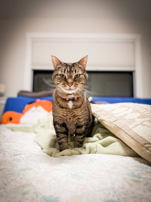 Ellen - Pending Adoption Image