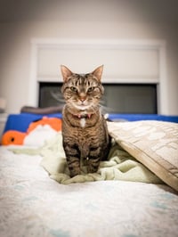 Ellen - Pending Adoption - Photo 1