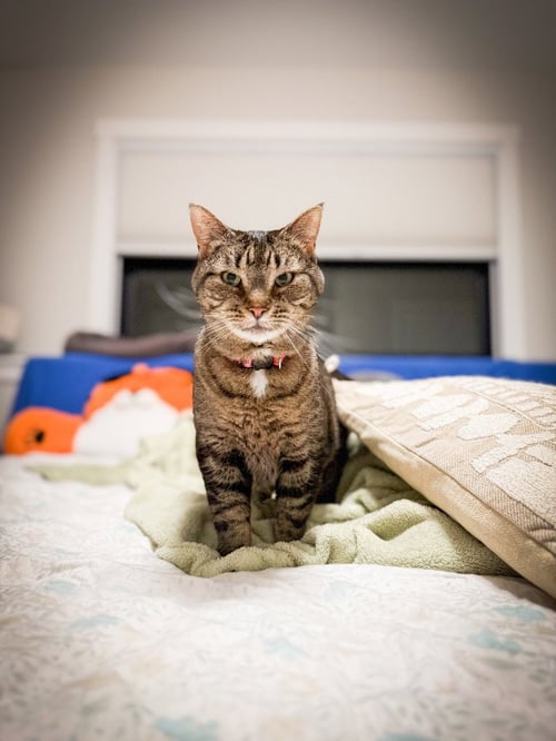 ELLEN - Domestic Short Hair available for adoption
