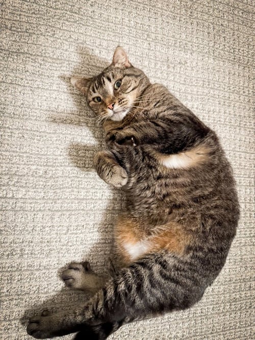 ELLEN - Domestic Short Hair available for adoption