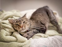 Ellen - Pending Adoption - Photo 3