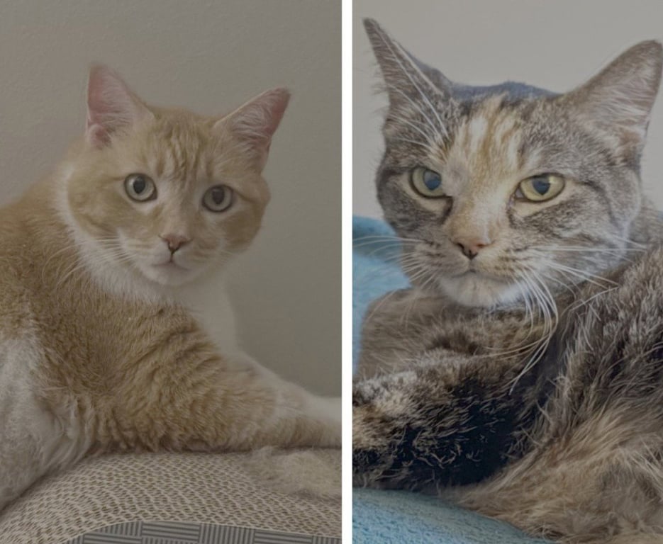 Leah / Simba Image