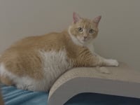 Leah / Simba - Photo 4