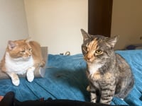 Leah / Simba - Photo 3
