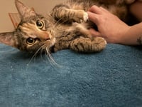 Leah / Simba - Photo 2
