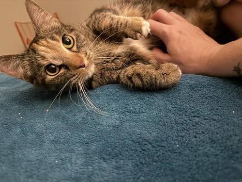LEAH / SIMBA - Domestic Short Hair available for adoption
