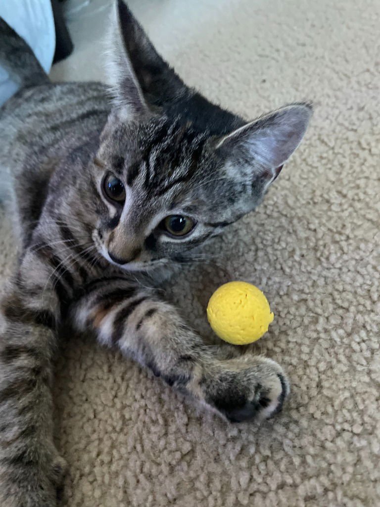 ROSE / PASSION - Domestic Short Hair available for adoption