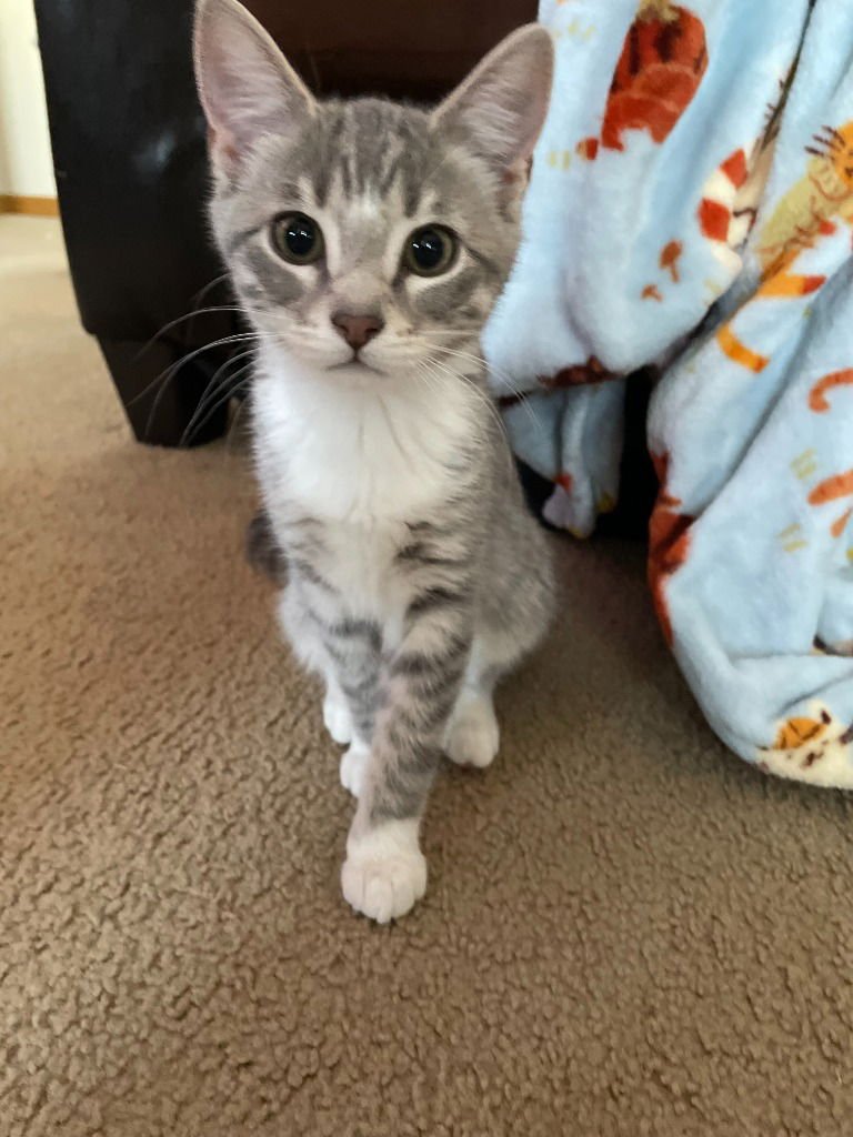 Rose / Passion - Photo 3