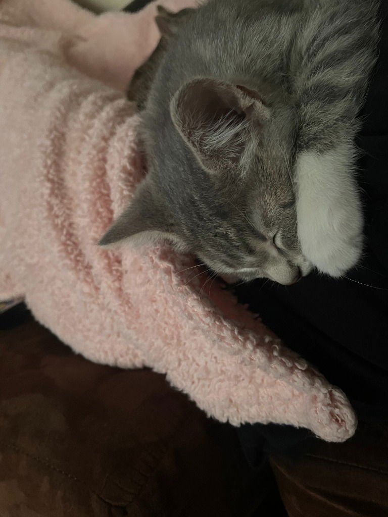 Rose / Passion - Photo 4