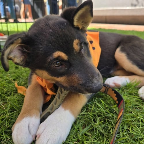 GARNET - German Shepherd Dog / Terrier available for adoption
