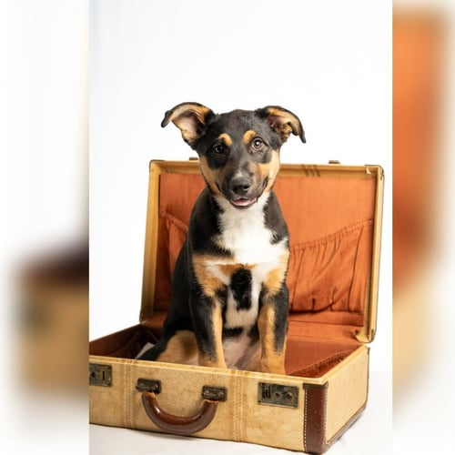GARNET - NO LONGER ACCEPTING APPLICATIONS - German Shepherd Dog / Terrier available for adoption