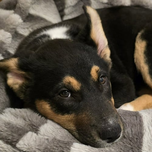 GARNET - German Shepherd Dog / Terrier available for adoption