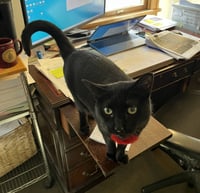 Pip - Photo 1