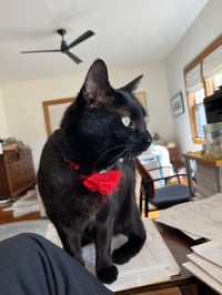 Pip - Photo 2